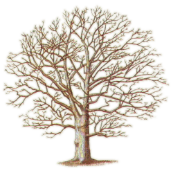Tree Image